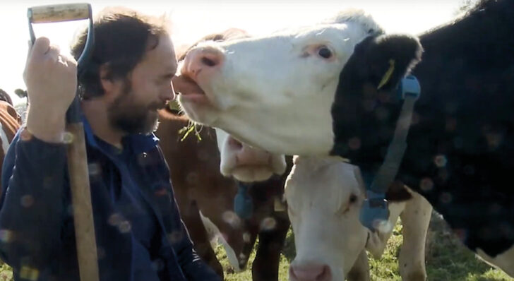 FenFarmDairy - What do cows eat?