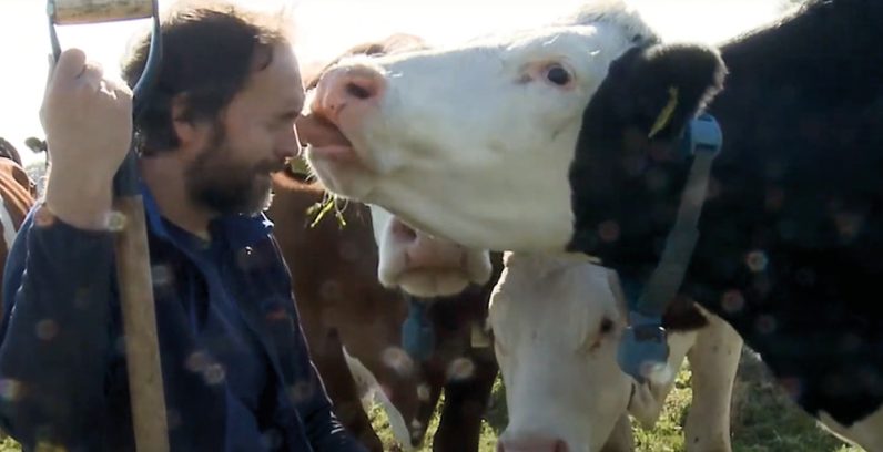 Inside Fen Farm Dairy: What do cows eat?