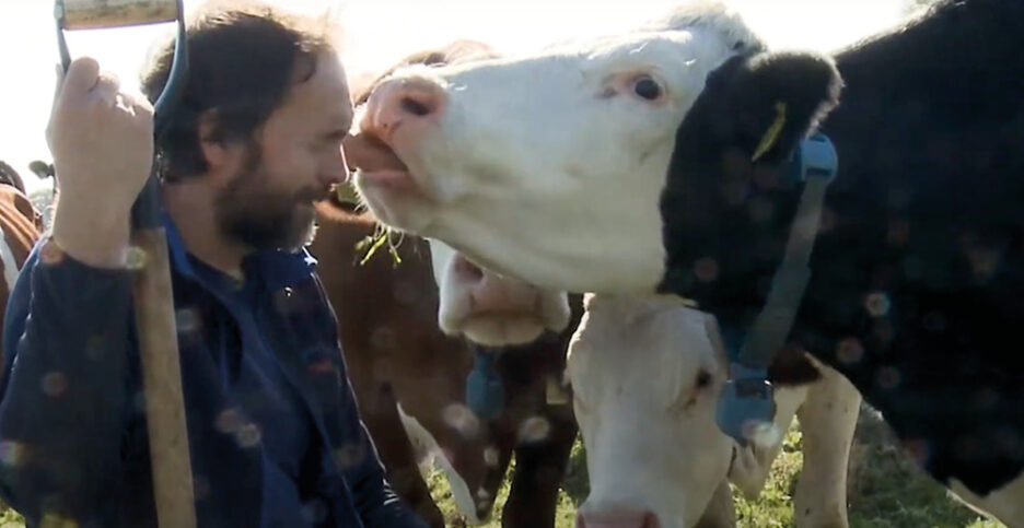 FenFarmDairy - What do cows eat?