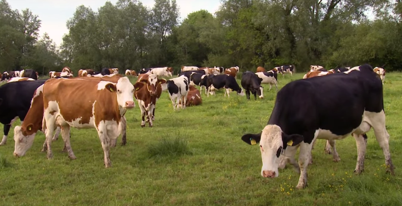 Inside Fen Farm Dairy: The secret behind our delicious raw milk