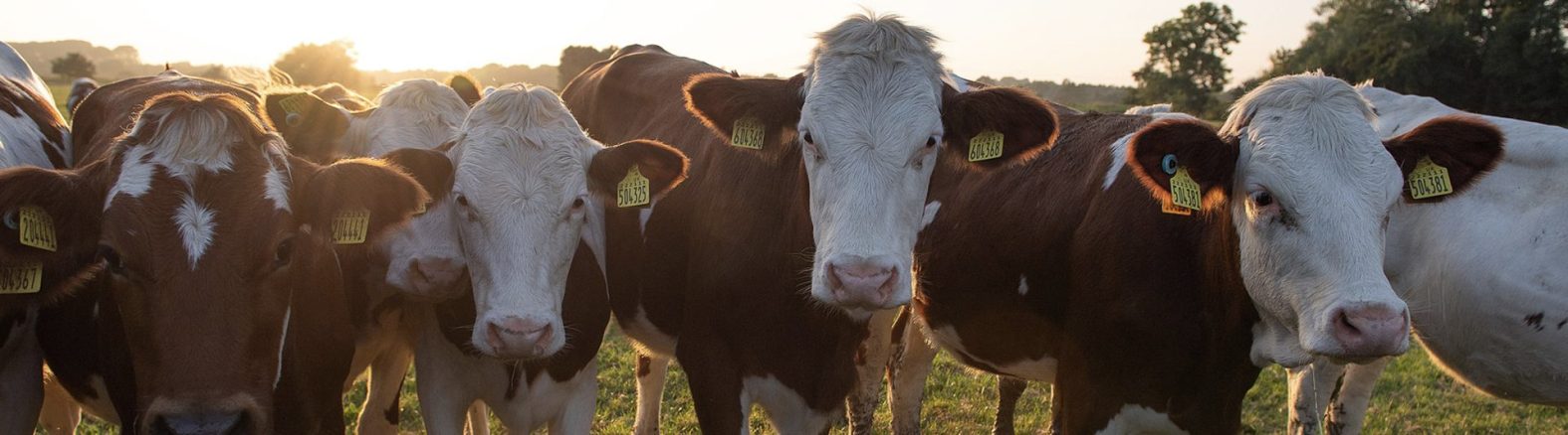 FenFarmDairy - Contact Banner