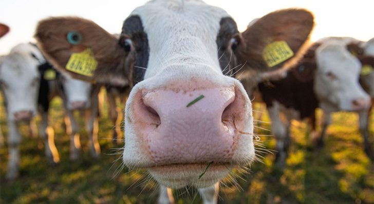End of year round up – 2024 at Fen Farm: Best British Cheese, Solar Power & a New Cheese Revealed