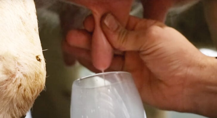 Inside Fen Farm Dairy: How do you milk a cow?