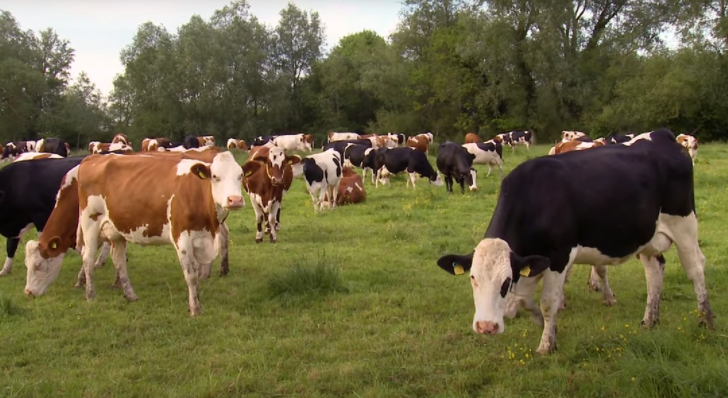 Inside Fen Farm Dairy: The Secret Behind Our Delicious Raw Milk
