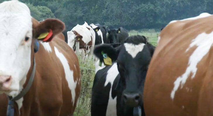 Episode 1 – Behind the scenes at Fen Farm Dairy