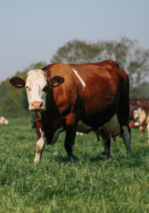 Montbeliarde cow